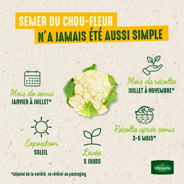 Potagères - Chou-Fleur Merveille des 4 Saisons - image